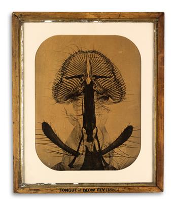 SWIFT, MANSELL JAMES (1854-1942) Tongue of a Blow Fly.